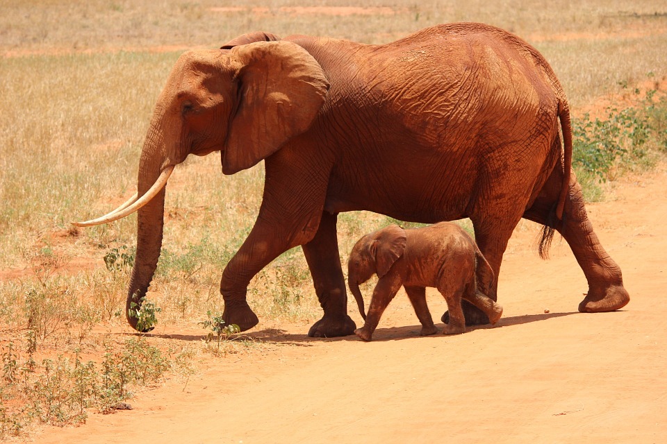 Kenya Volunteering Programmes Alliance Visas Kenya Volunteering Programmes Alliance Visas