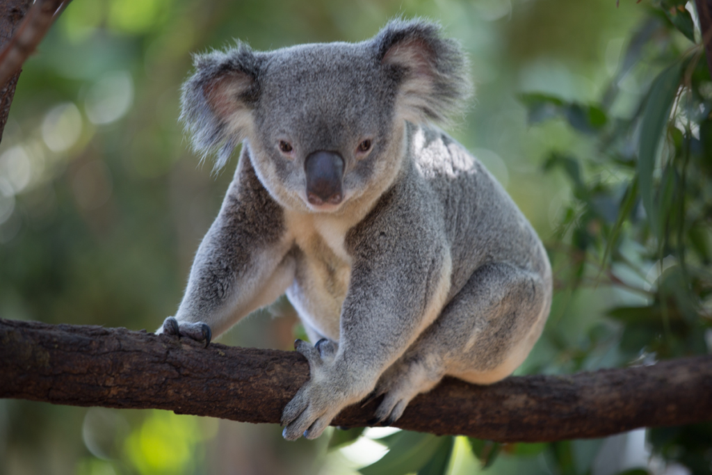 6 seemingly odd but fun things to do in australia - cuddling koalas
